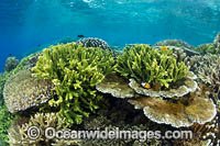 Reefscape Corals PNG Photo - Gary Bell