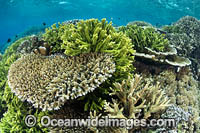 Reef scene PNG Photo - Gary Bell