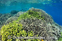 Reef scene PNG Photo - Gary Bell