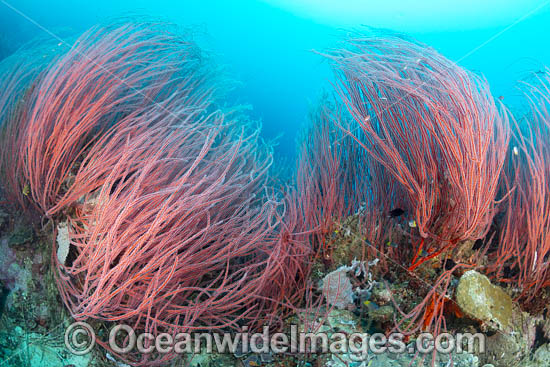 Red Whip Corals photo