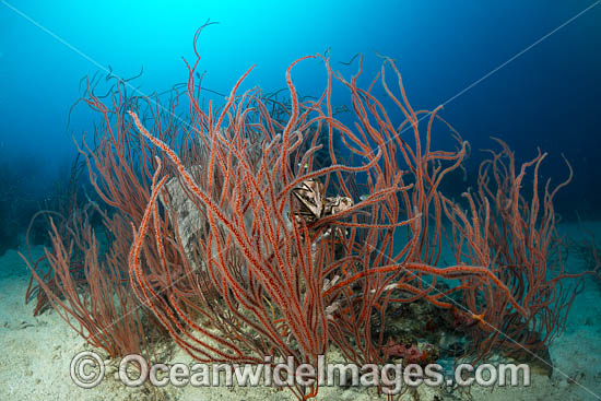 Red Whip Corals photo