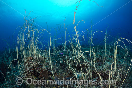Whip Corals photo Whip Corals photo