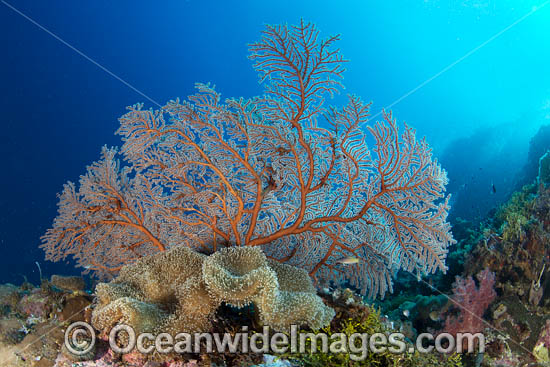 Sea Fan Coral photo Sea Fan Coral photo