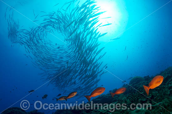 Big-eye Trevally photo Big-eye Trevally photo