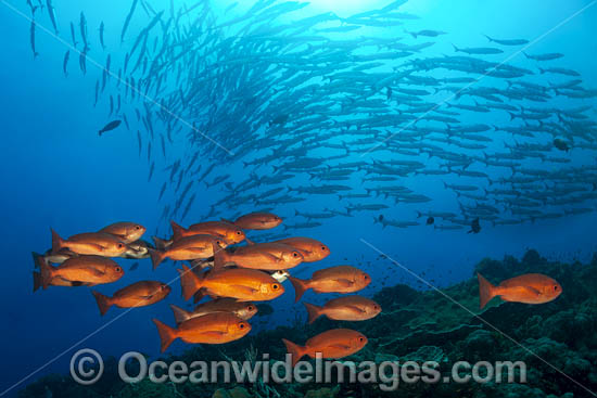 Big-eye Trevally photo Big-eye Trevally photo
