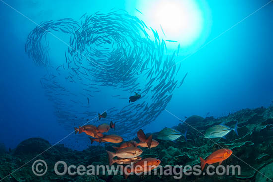 Big-eye Trevally photo Big-eye Trevally photo