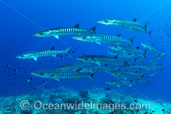 Chevron Barracuda photo