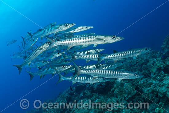 Chevron Barracuda photo