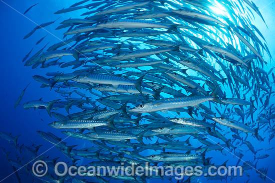 Chevron Barracuda photo Chevron Barracuda photo
