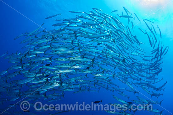 Chevron Barracuda photo Chevron Barracuda photo