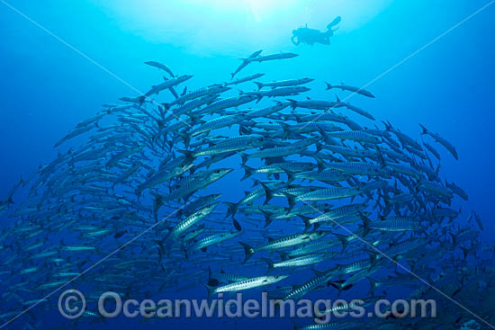 Schooling Chevron Barracuda photo Schooling Chevron Barracuda photo