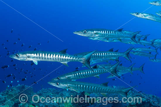 Schooling Chevron Barracuda photo Schooling Chevron Barracuda photo