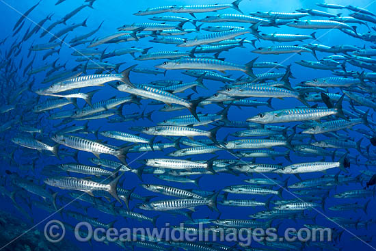Chevron Barracuda photo Chevron Barracuda photo