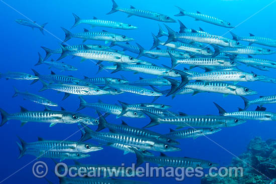 Schooling Chevron Barracuda photo Schooling Chevron Barracuda photo
