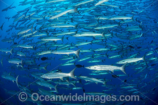 Chevron Barracuda photo Chevron Barracuda photo