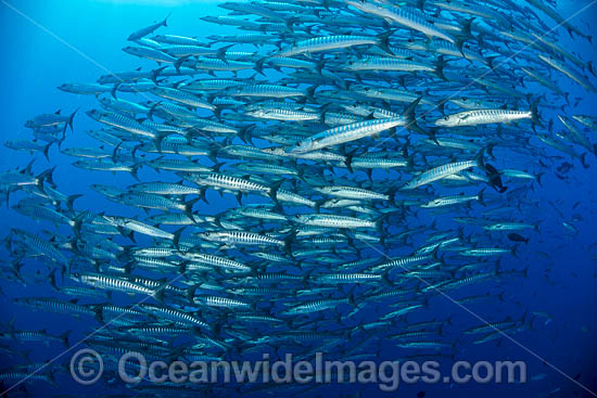 Schooling Chevron Barracuda photo Schooling Chevron Barracuda photo