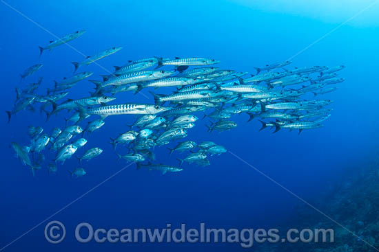 Chevron Barracuda photo Chevron Barracuda photo
