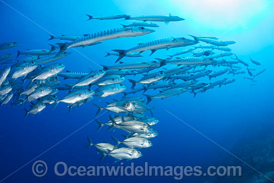 Schooling Chevron Barracuda photo