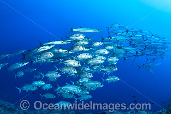 Schooling Chevron Barracuda photo