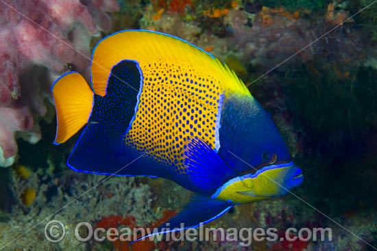 Majestic Angelfish photo Majestic Angelfish photo