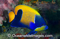 Majestic Angelfish Photo - Gary Bell