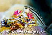 Bath's Comb-tooth Blenny Photo - Gary Bell