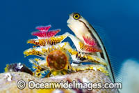 Bath's Comb-tooth Blenny Photo - Gary Bell