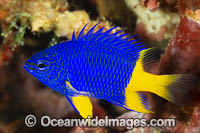 Azure Damselfish Photo - Gary Bell