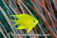 Golden Damsel Photo - Gary Bell