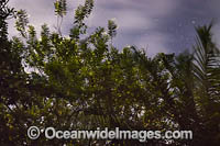 Fireflies Photo - Gary Bell