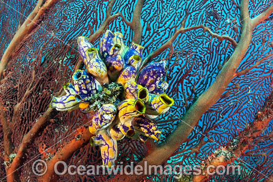 Sea Tunicate on Fan photo Sea Tunicate on Fan photo