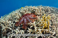 Crown-of-thorns Starfish Photo - Gary Bell