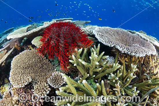 Crown-of-thorns Starfish photo Crown-of-thorns Starfish photo