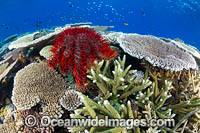 Crown-of-thorns Starfish Photo - Gary Bell