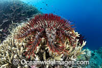 Crown-of-thorns Starfish Photo - Gary Bell