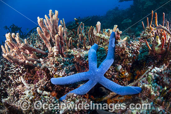 Blue Linckia Sea Star photo