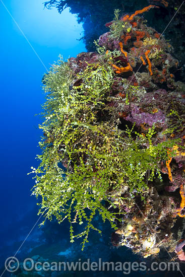 Coralline Alga photo Coralline Alga photo