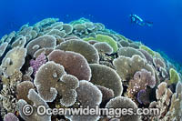 Diver and Corals Photo - Gary Bell