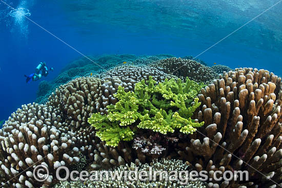 Diver and Corals photo Diver and Corals photo