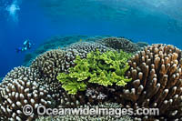 Diver and Corals Photo - Gary Bell