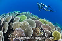 Diver and Corals Photo - Gary Bell