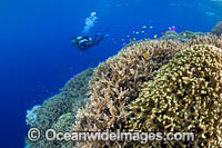 Diver and Corals Photo - Gary Bell
