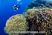 Diver and Corals Photo - Gary Bell