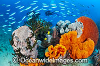 Diver and Corals Photo - Gary Bell