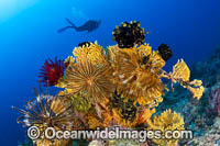 Diver and Corals Photo - Gary Bell