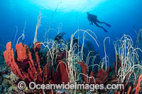 Diver and Corals Photo - Gary Bell