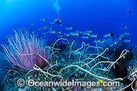 Diver and Corals Photo - Gary Bell
