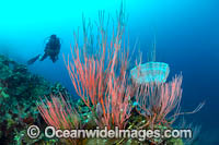 Diver and Corals Photo - Gary Bell