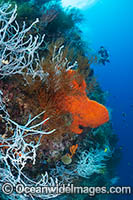 Diver and Corals Photo - Gary Bell