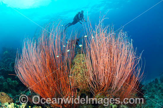 Diver and Corals photo